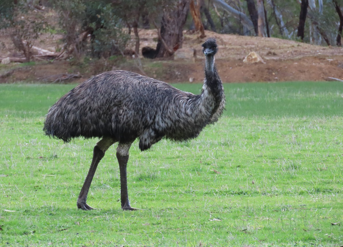 Emu - ML638212269