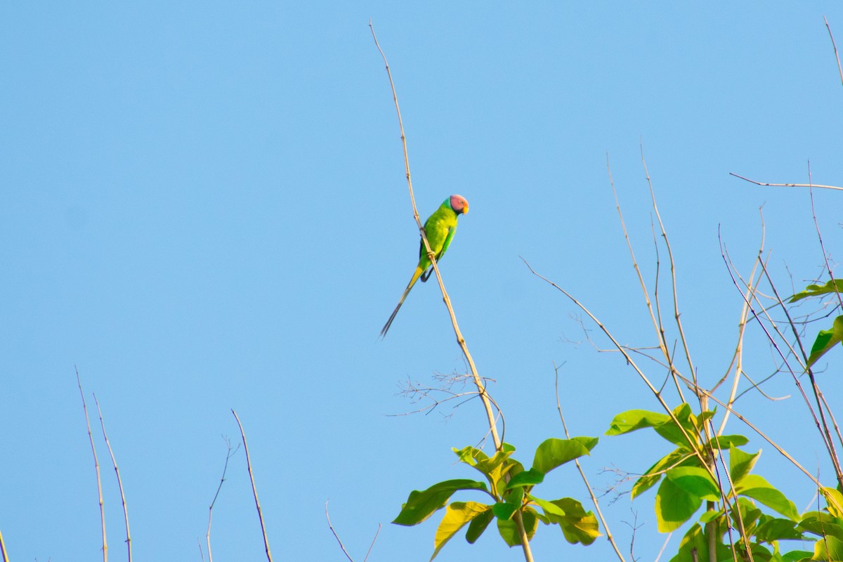 Plum-headed Parakeet - ML638212272