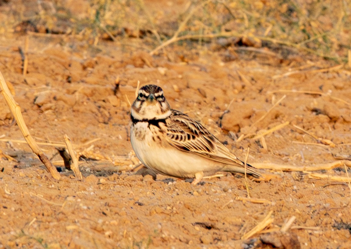 Bimaculated Lark - ML638212299