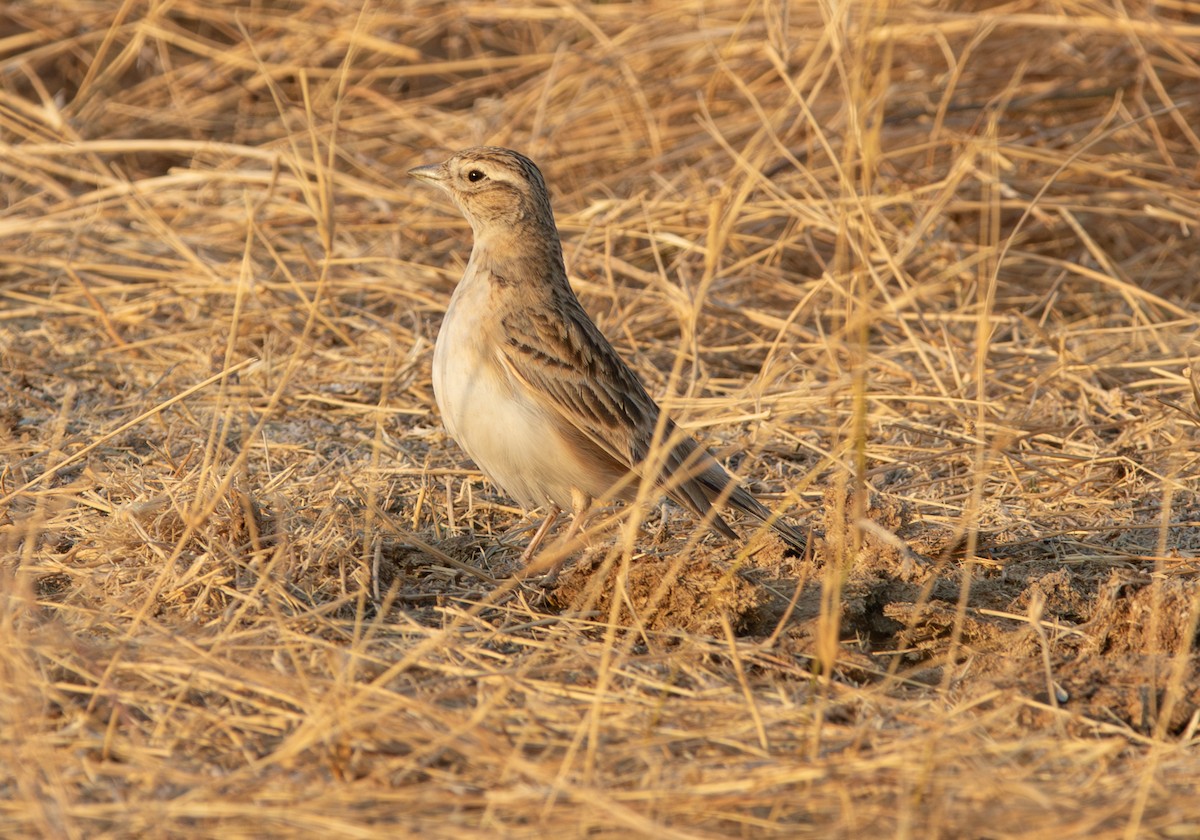 Greater Short-toed Lark - ML638212307