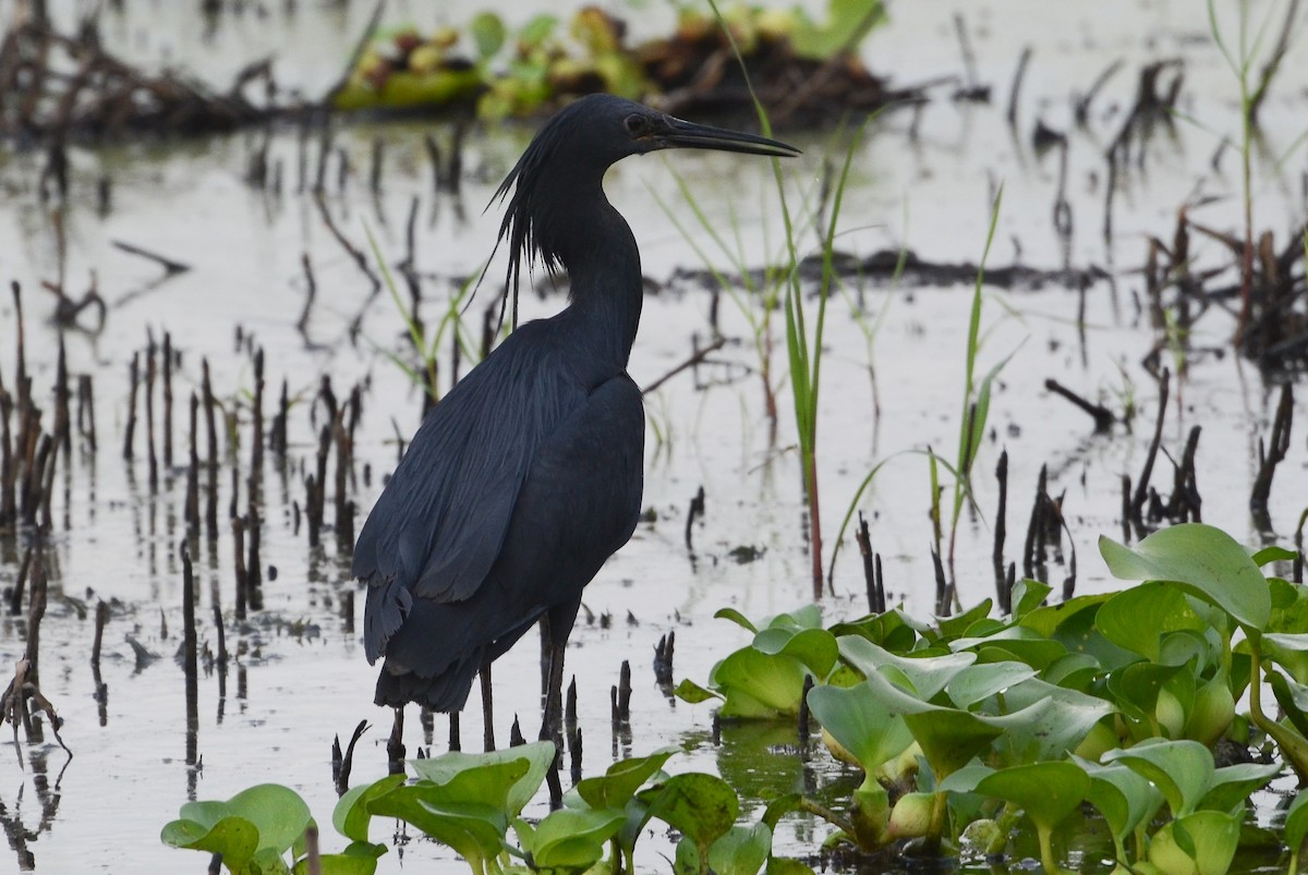 Black Heron - ML638212321