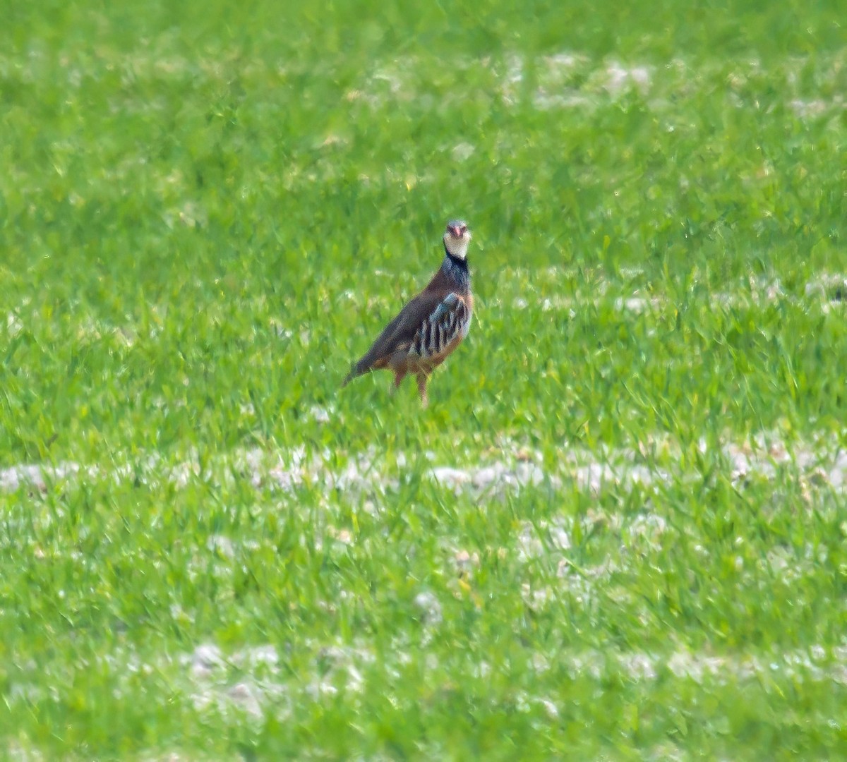 Red-legged Partridge - ML638212333