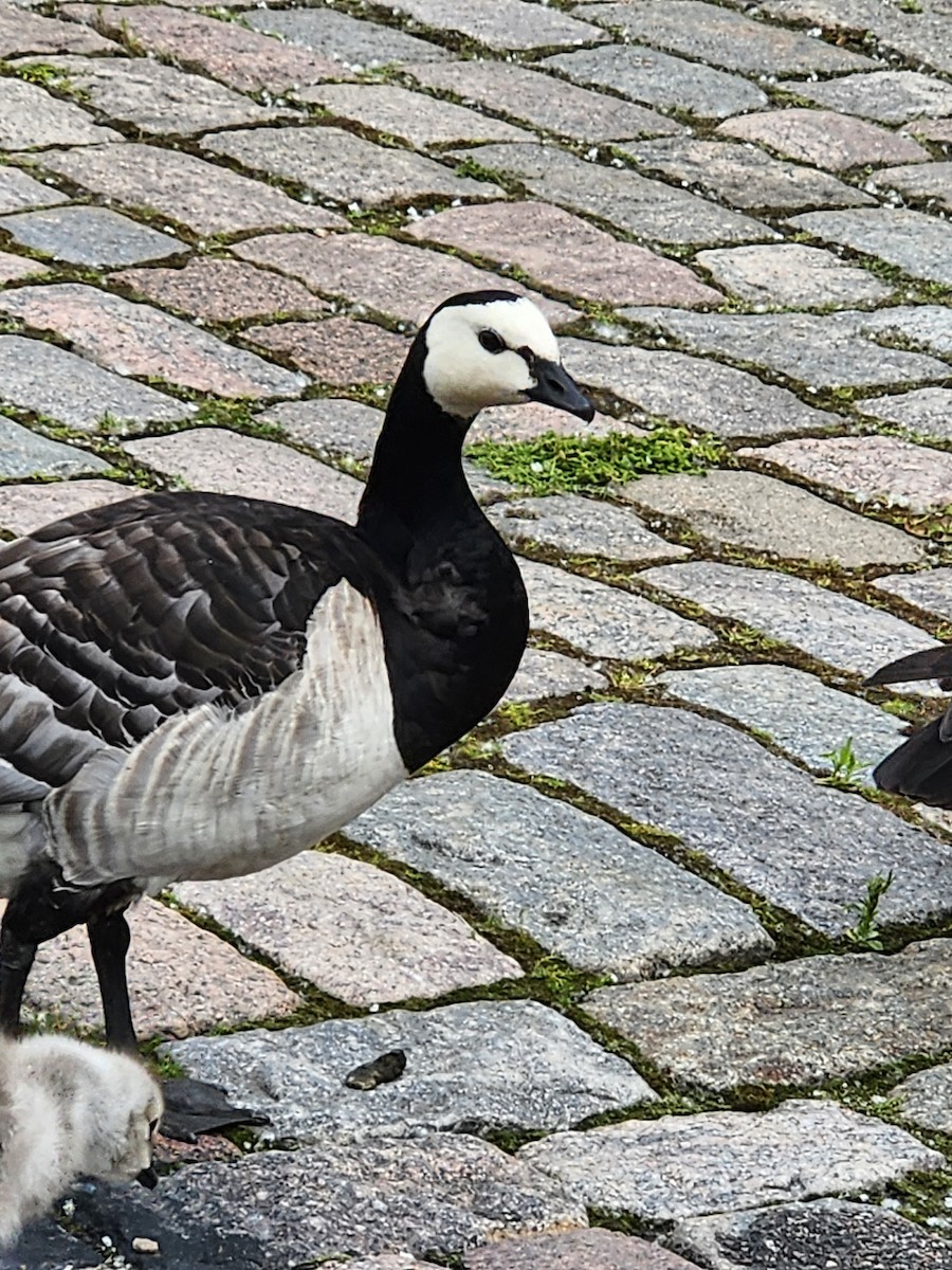 Barnacle Goose - ML638212363