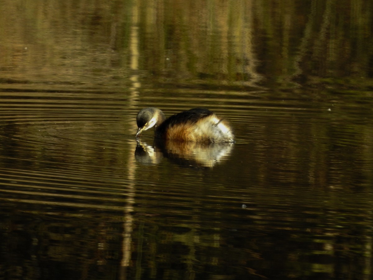 potápka australasijská - ML638212372