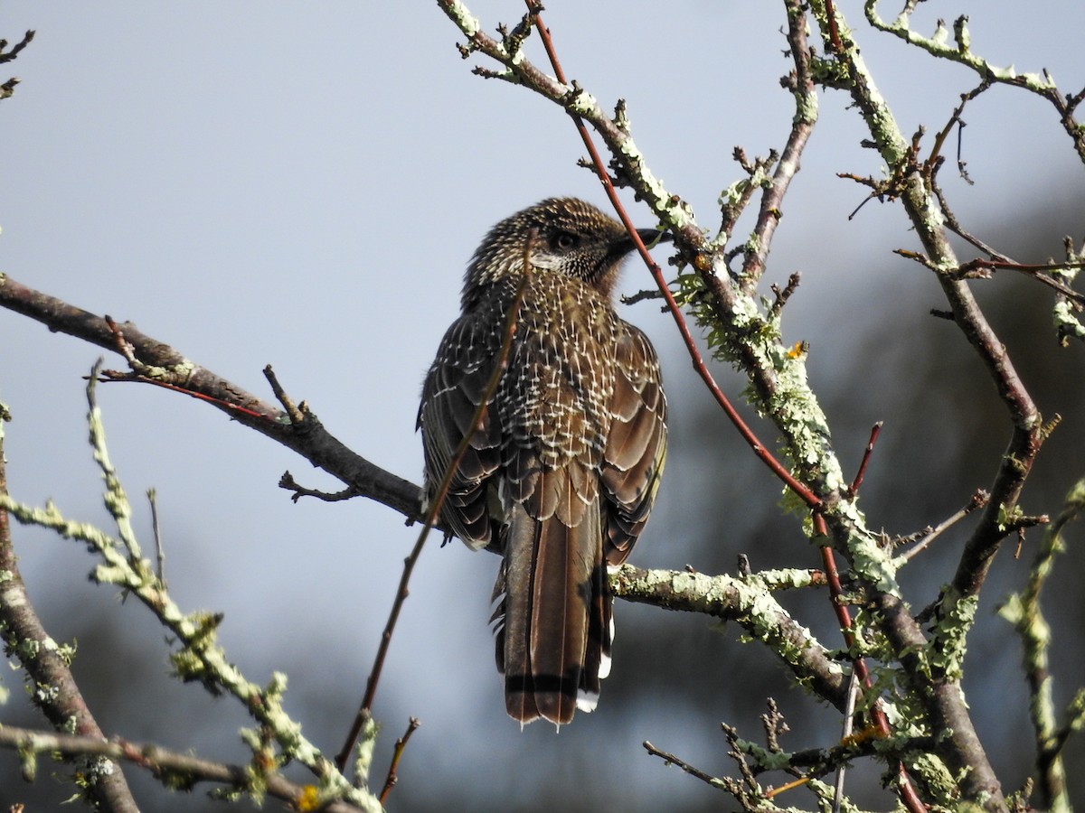 Little Wattlebird - ML638212399