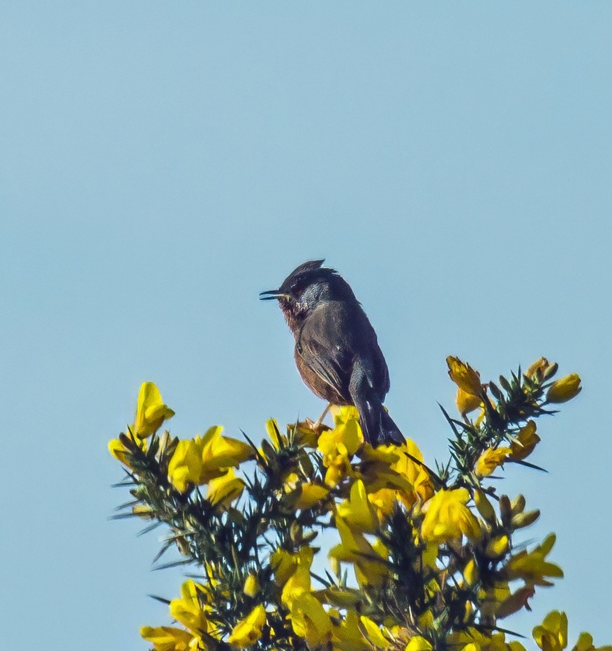 Dartford Warbler - ML638212403