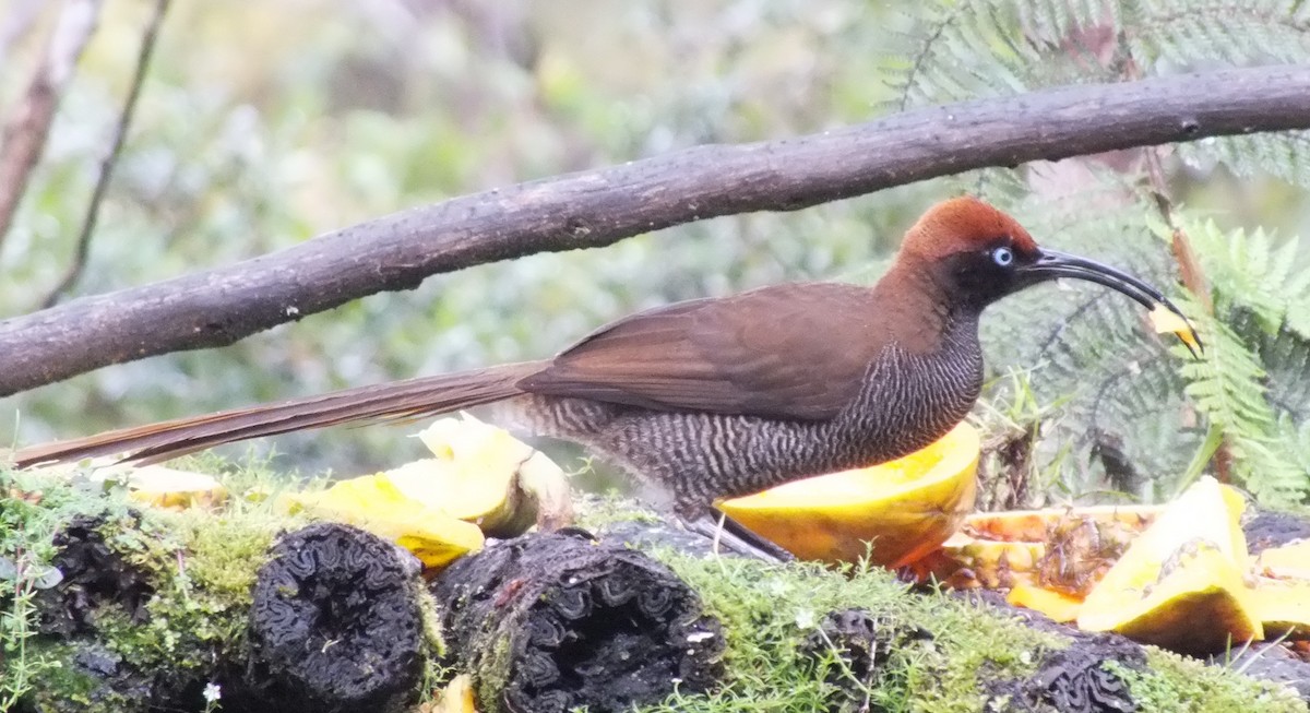 Brown Sicklebill - ML638212413