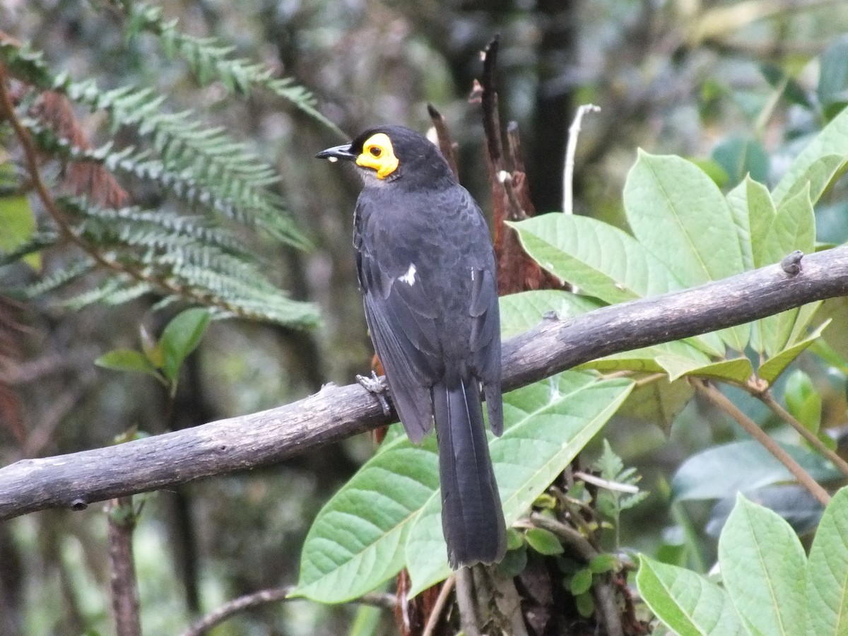 Smoky Honeyeater - ML638212435