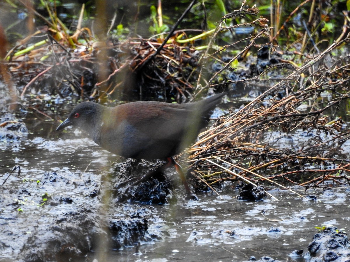Spotless Crake - ML638212439