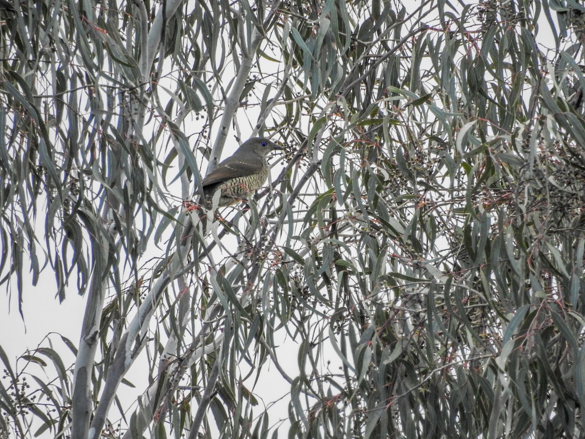 Satin Bowerbird - ML638212446