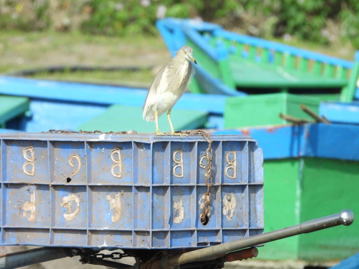 Indian Pond-Heron - ML638212447