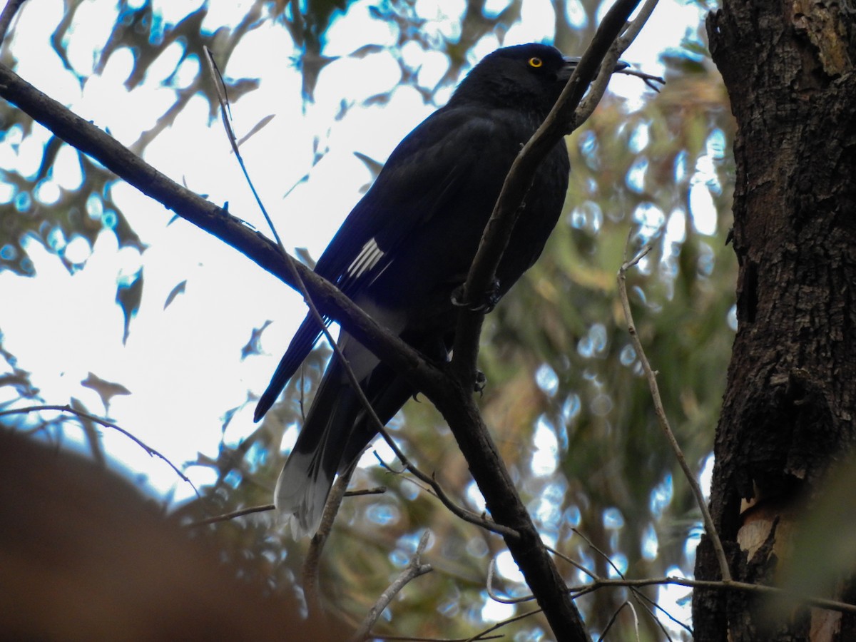 Pied Currawong - ML638212451