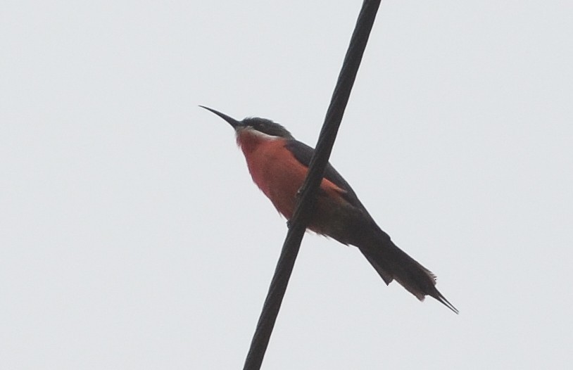 Rosy Bee-eater - ML638212455
