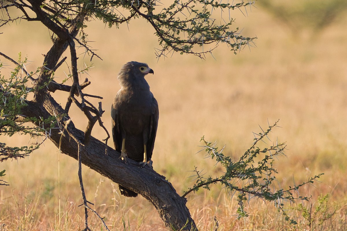 African Harrier-Hawk - ML638212458