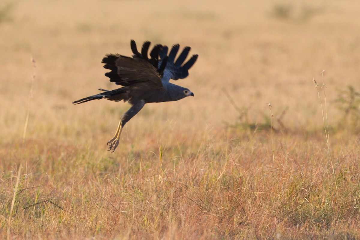 African Harrier-Hawk - ML638212459