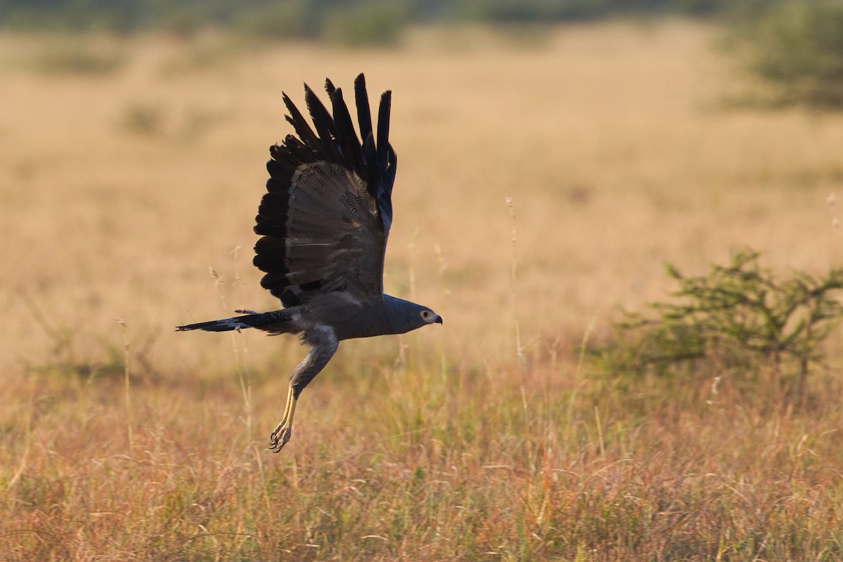 African Harrier-Hawk - ML638212460
