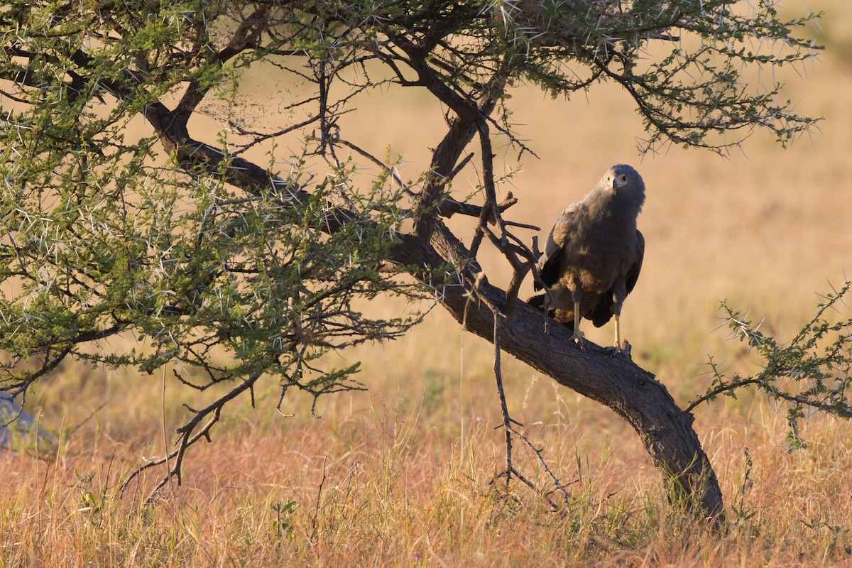 African Harrier-Hawk - ML638212461