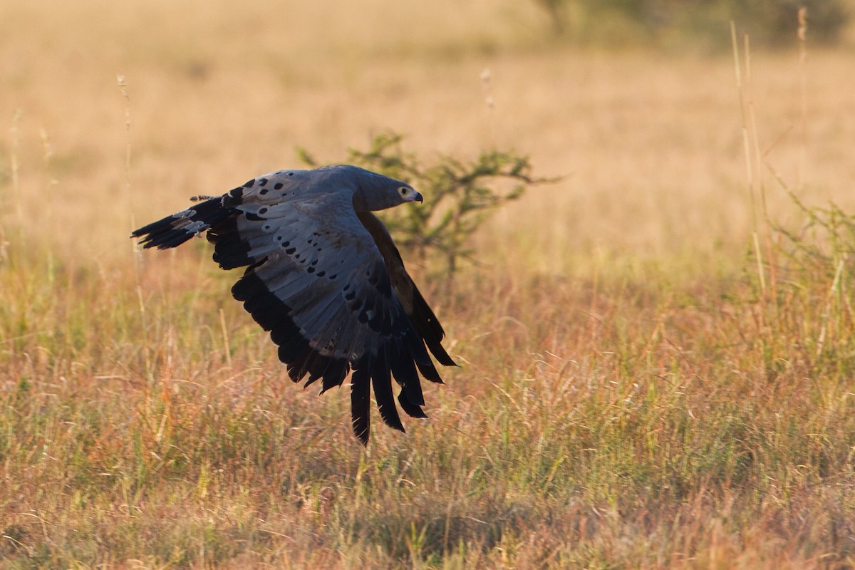 African Harrier-Hawk - ML638212462