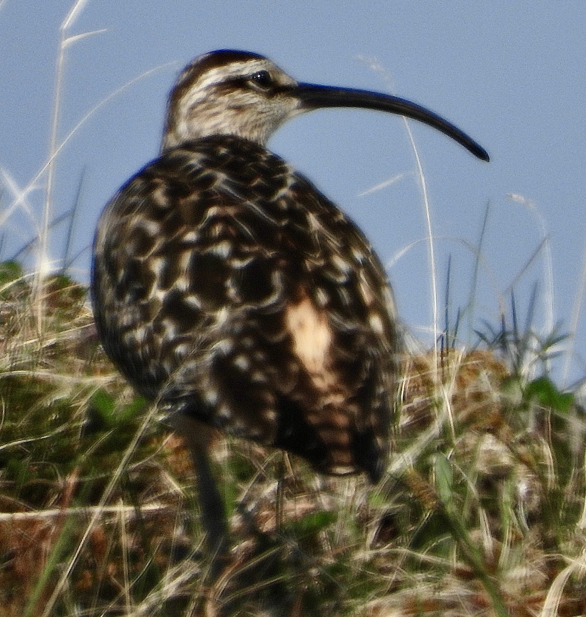 Bristle-thighed Curlew - ML638212510