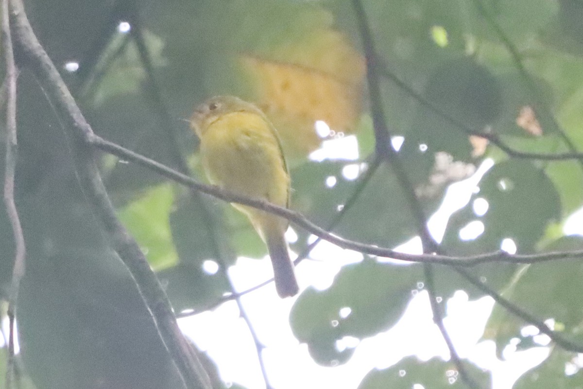 Citrine Canary-Flycatcher - ML638212526