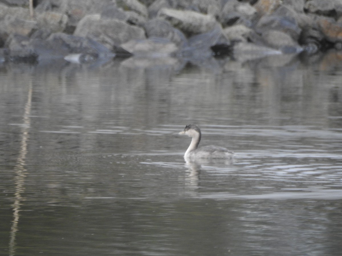 Hoary-headed Grebe - ML638212529