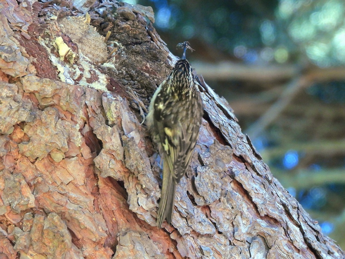 Brown Creeper - ML638212535