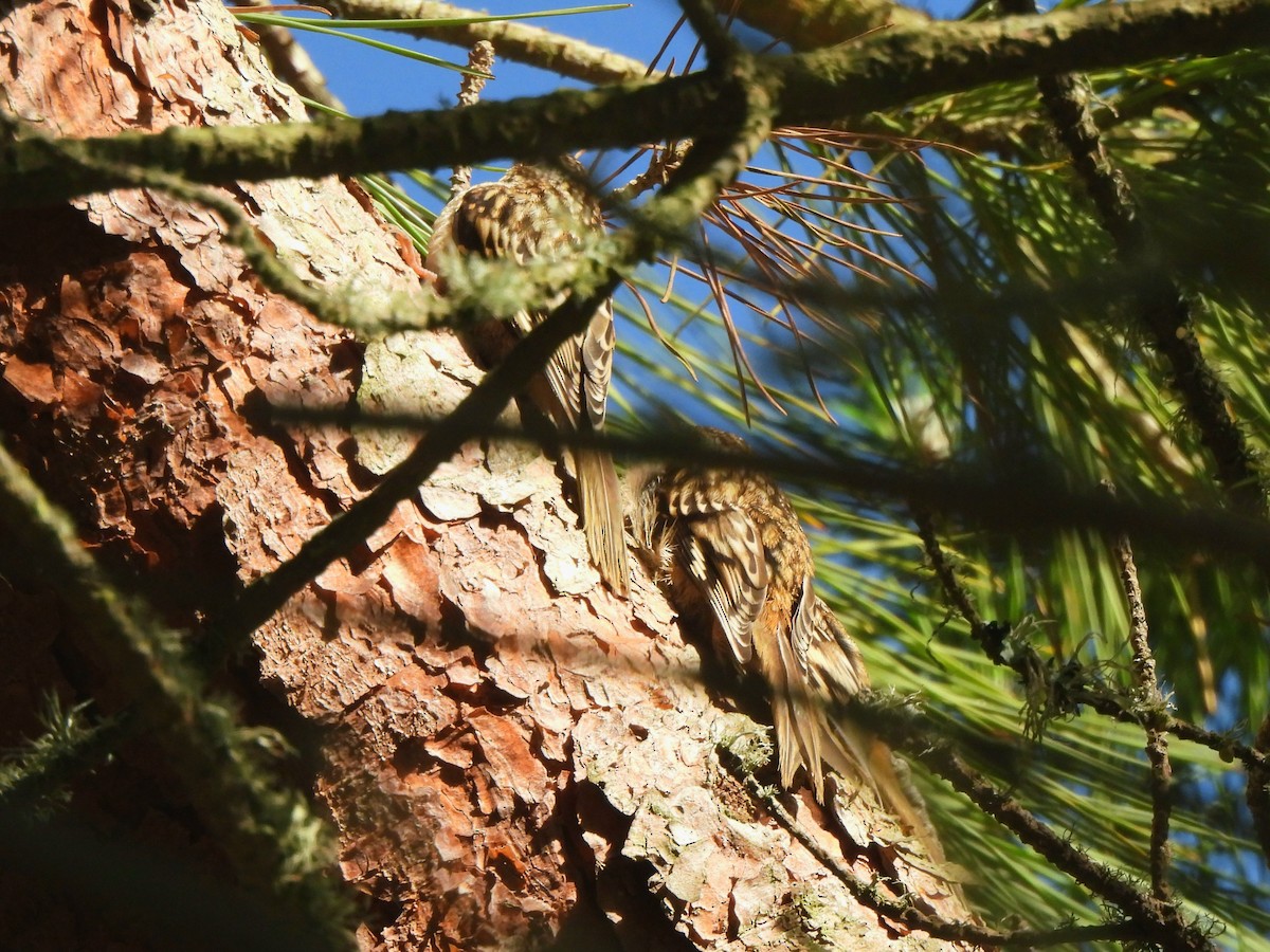 Brown Creeper - ML638212536