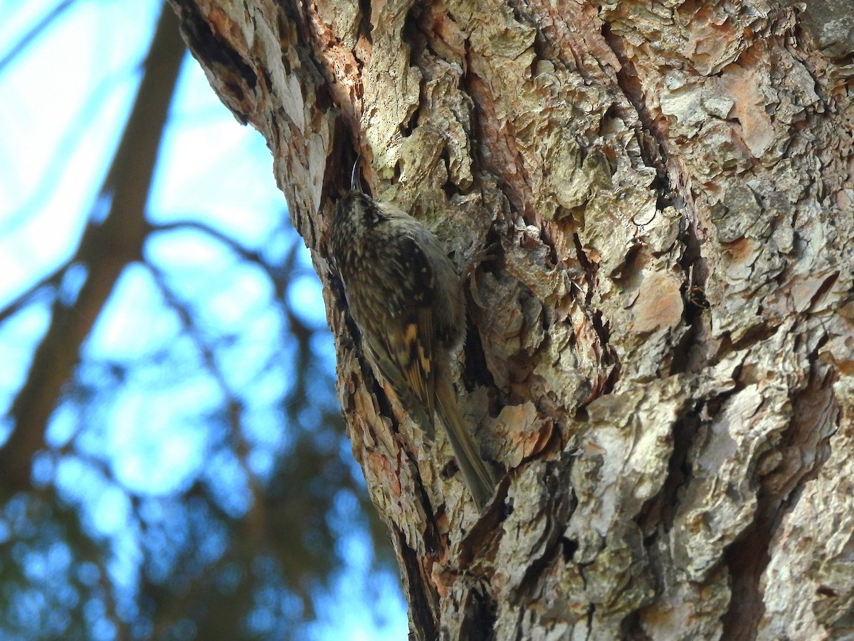 Brown Creeper - ML638212537