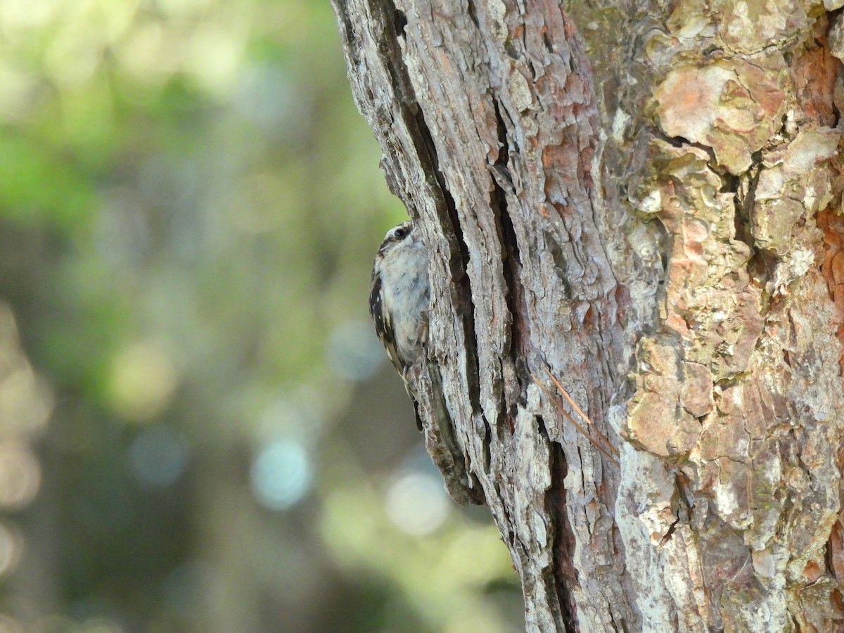 Brown Creeper - ML638212538