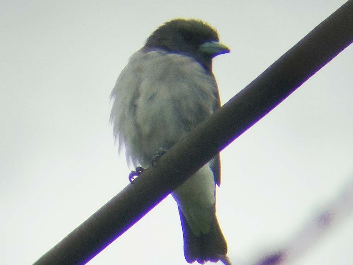 White-breasted Woodswallow - ML638212540
