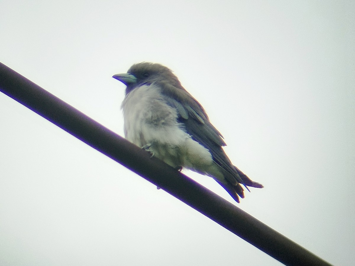 White-breasted Woodswallow - ML638212541