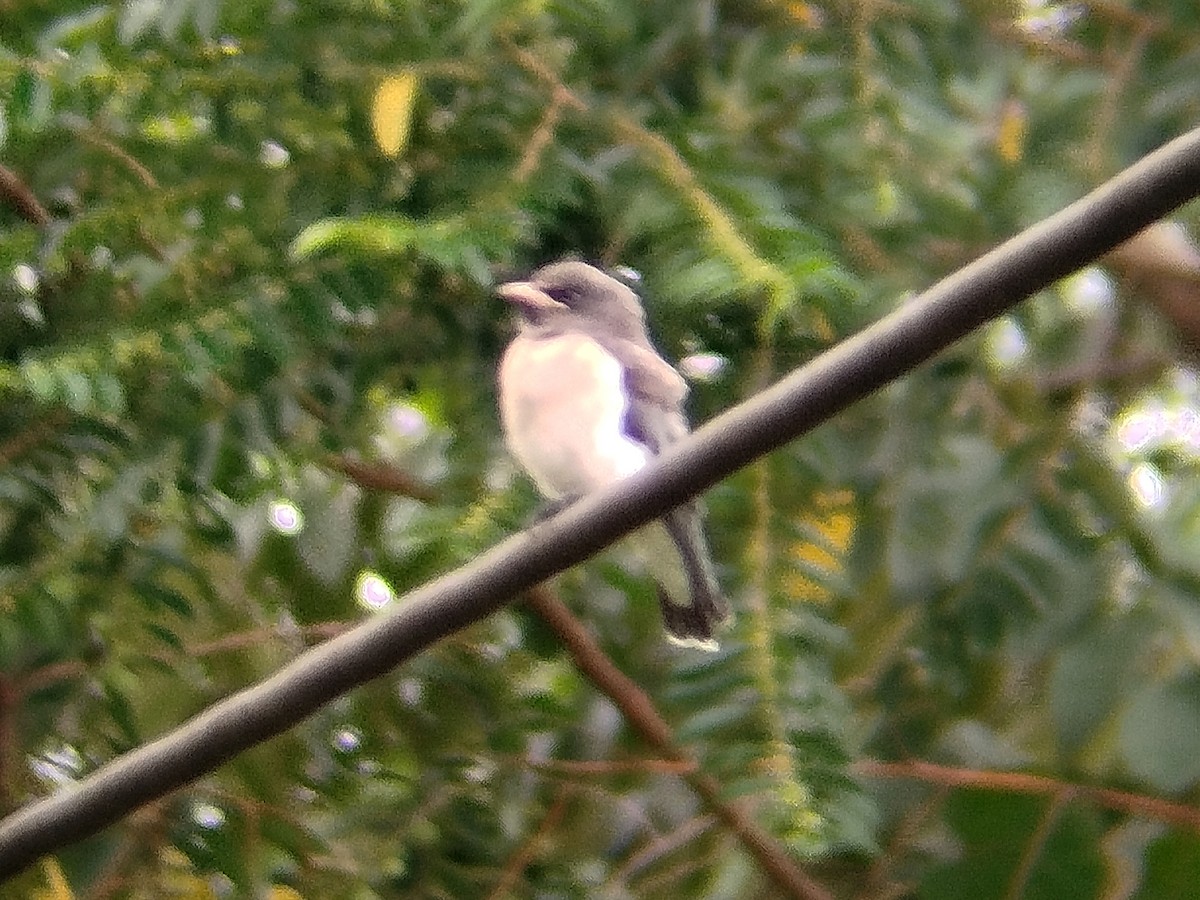 White-breasted Woodswallow - ML638212552