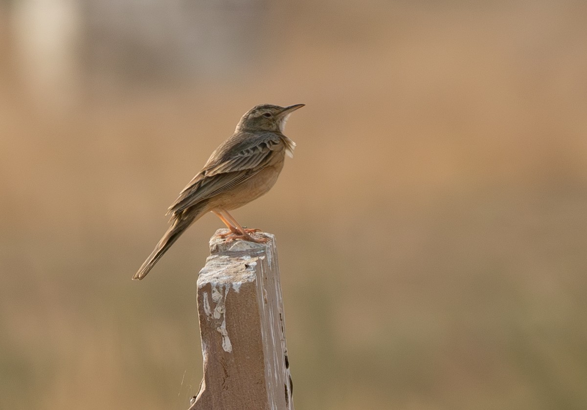 Long-billed Pipit - ML638212554