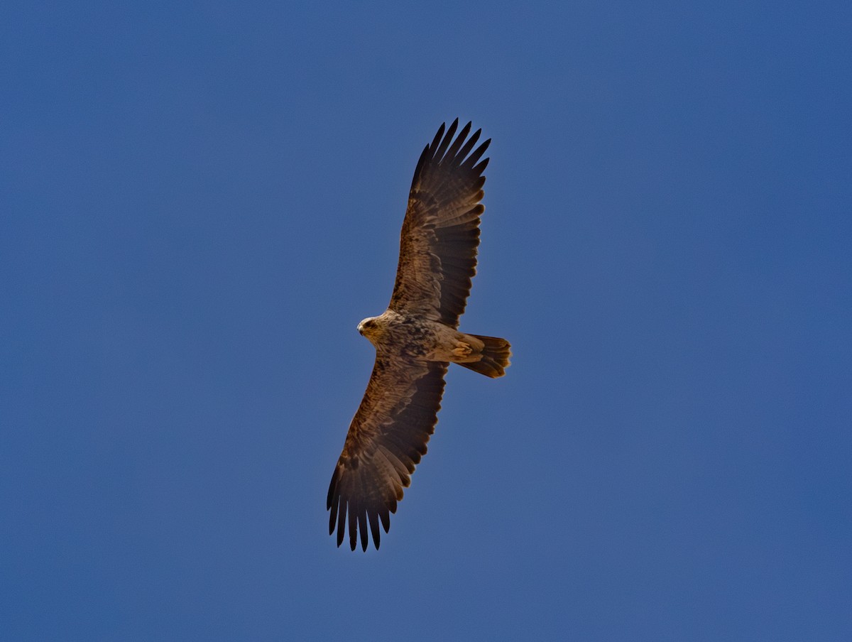 Imperial Eagle - ML638212556