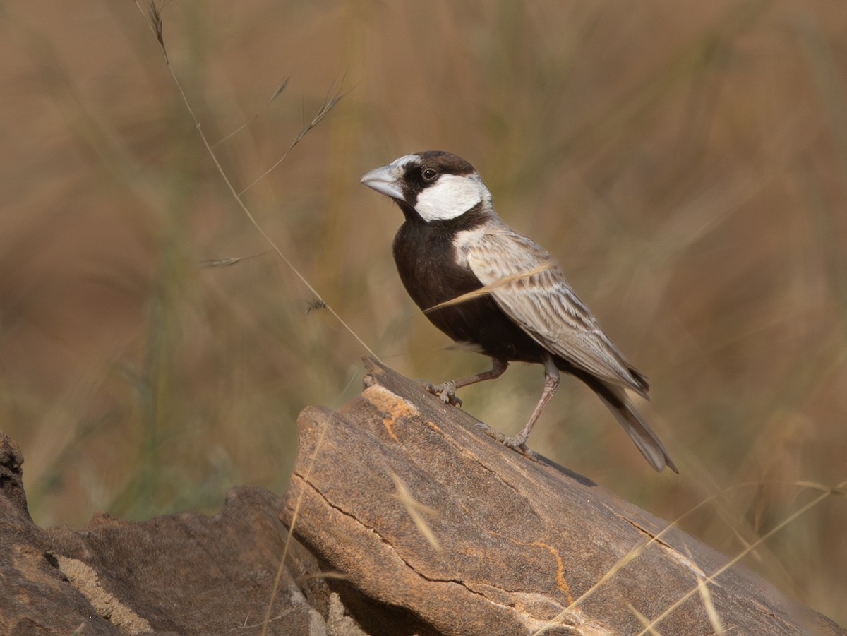Black-crowned Sparrow-Lark - ML638212560