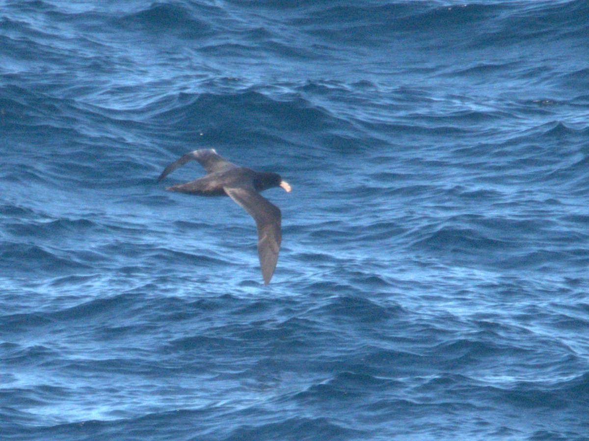 Southern Giant-Petrel - ML638212604
