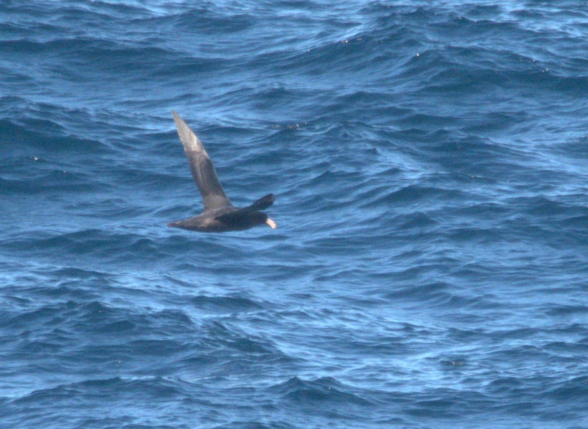 Southern Giant-Petrel - ML638212605
