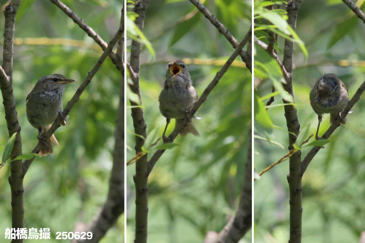 Japanese Bush Warbler - ML638212609