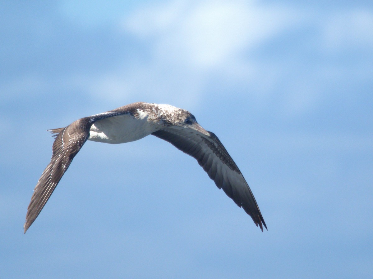 Australasian Gannet - ML638212613