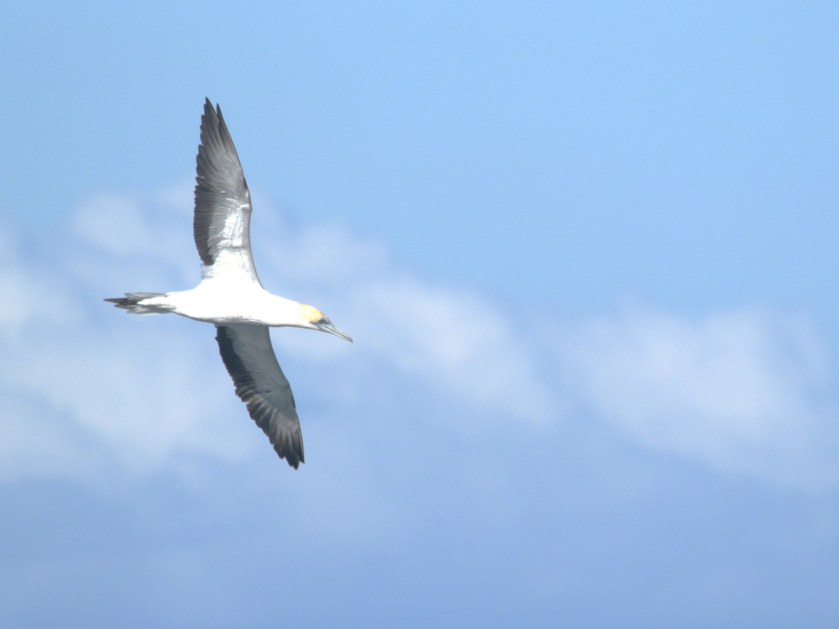 Australasian Gannet - ML638212614