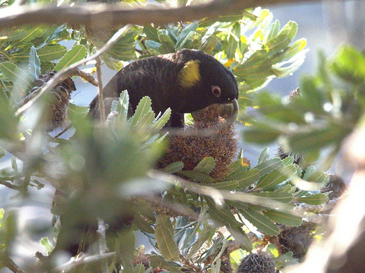 Yellow-tailed Black-Cockatoo - ML638212626