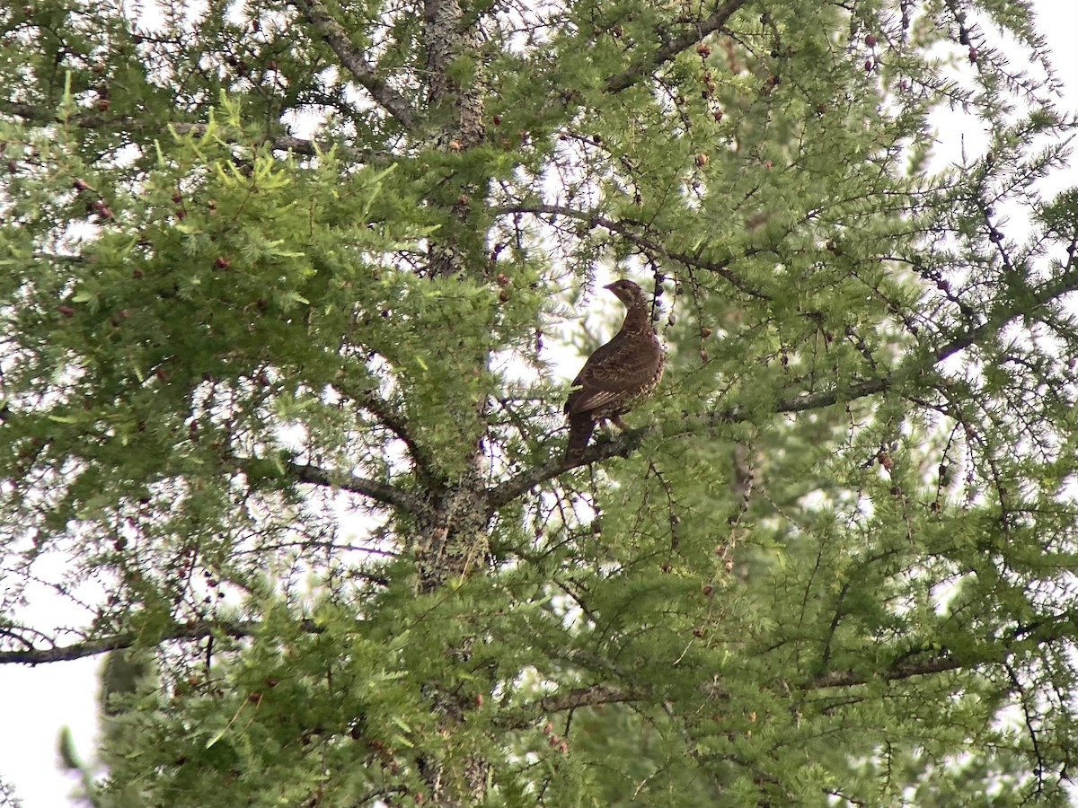 Spruce Grouse - ML638212637