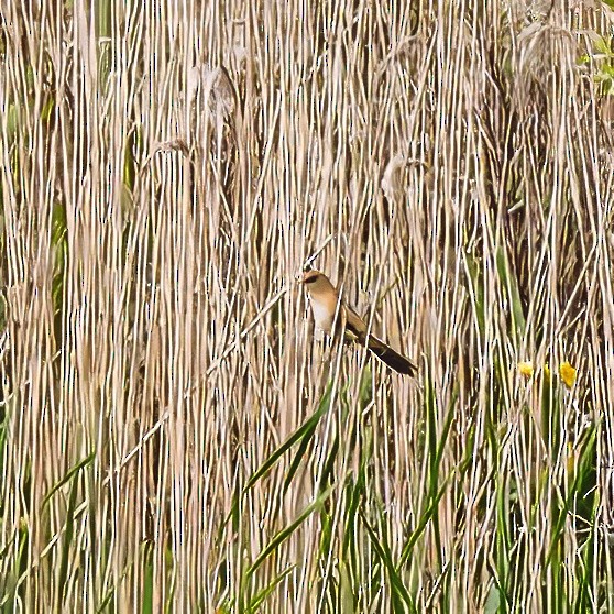 Bearded Reedling - ML638212638