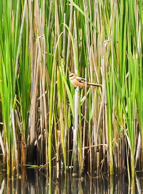 Bearded Reedling - ML638212639