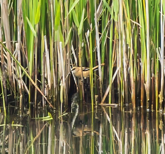 Bearded Reedling - ML638212640