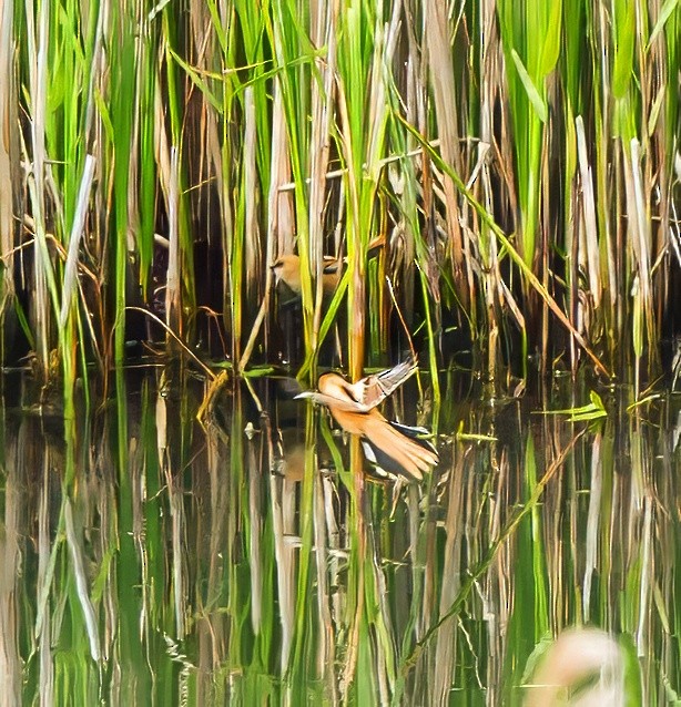 Bearded Reedling - ML638212643
