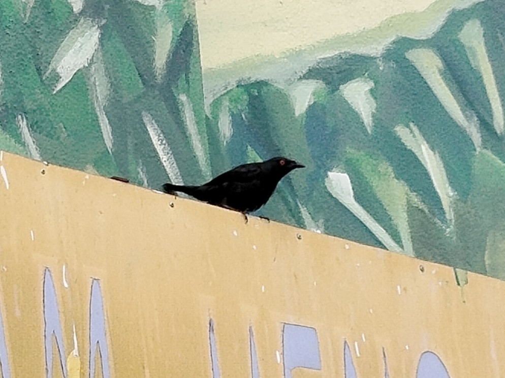 Asian Glossy Starling - ML638212644