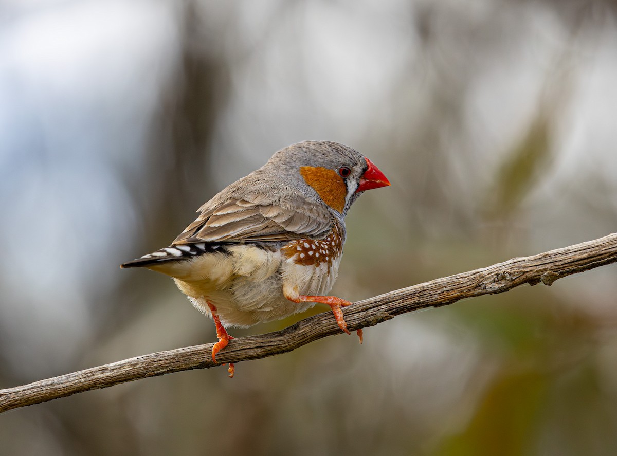 Zebra Finch (Australian) - ML638212647