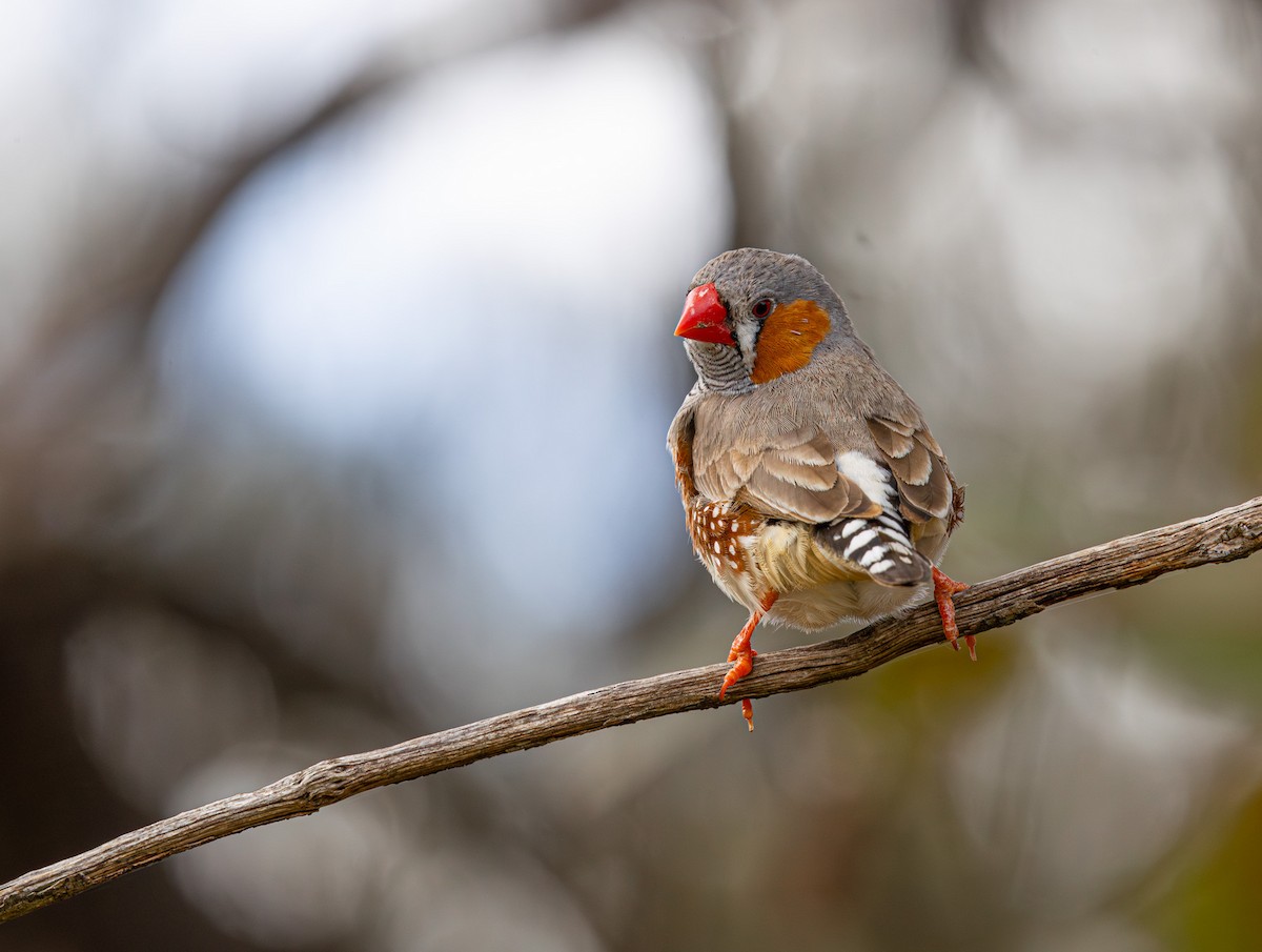 Zebra Finch (Australian) - ML638212652