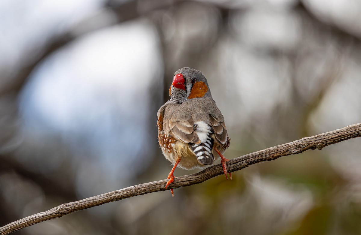 Zebra Finch (Australian) - ML638212653